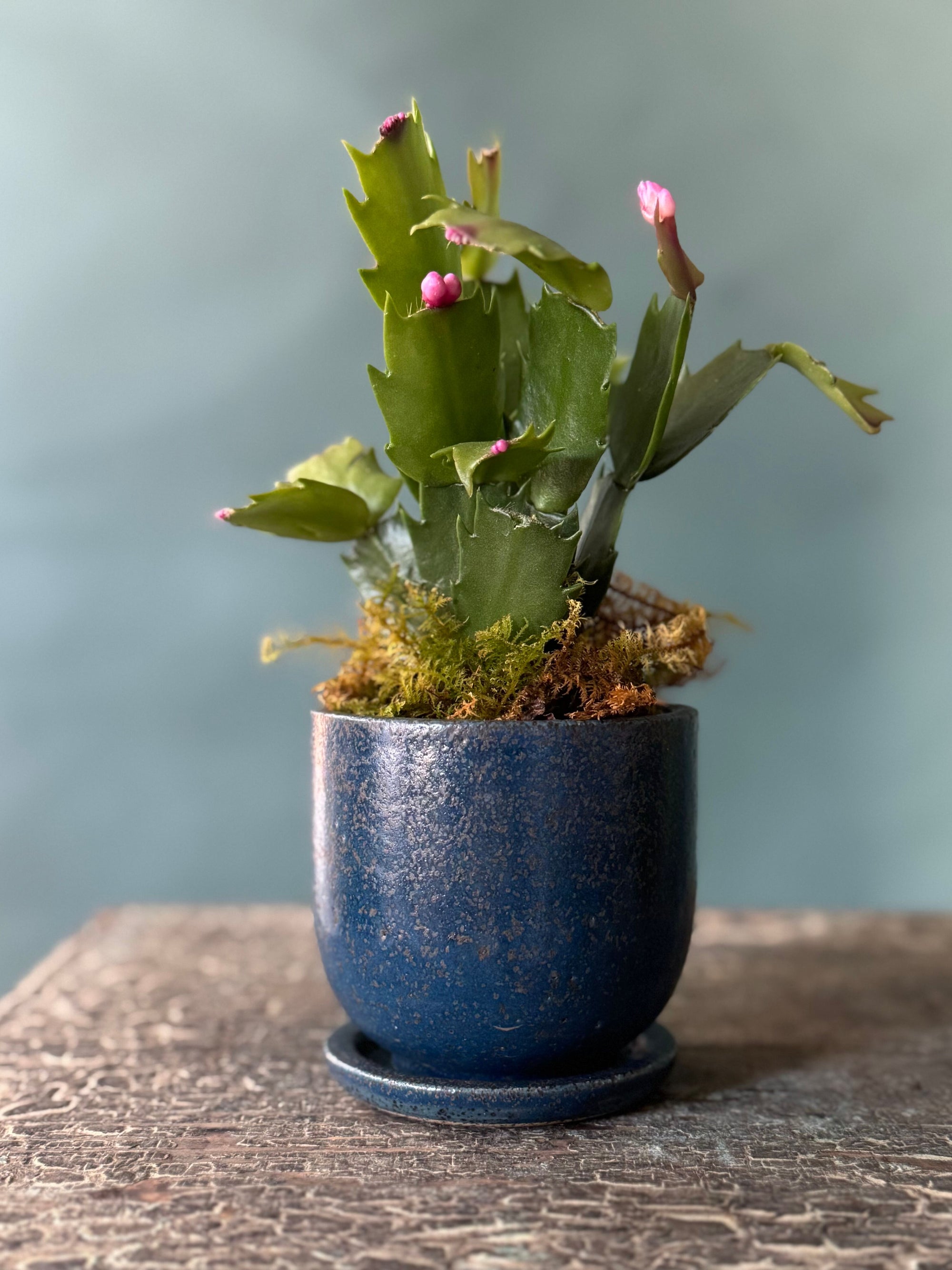 Little Rider Christmas Cactus