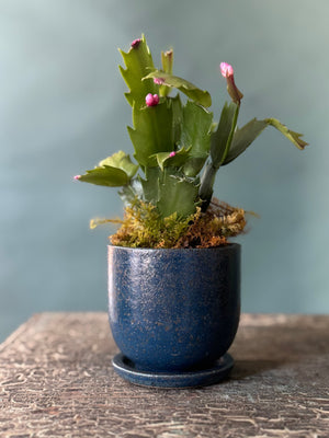 Little Rider Christmas Cactus