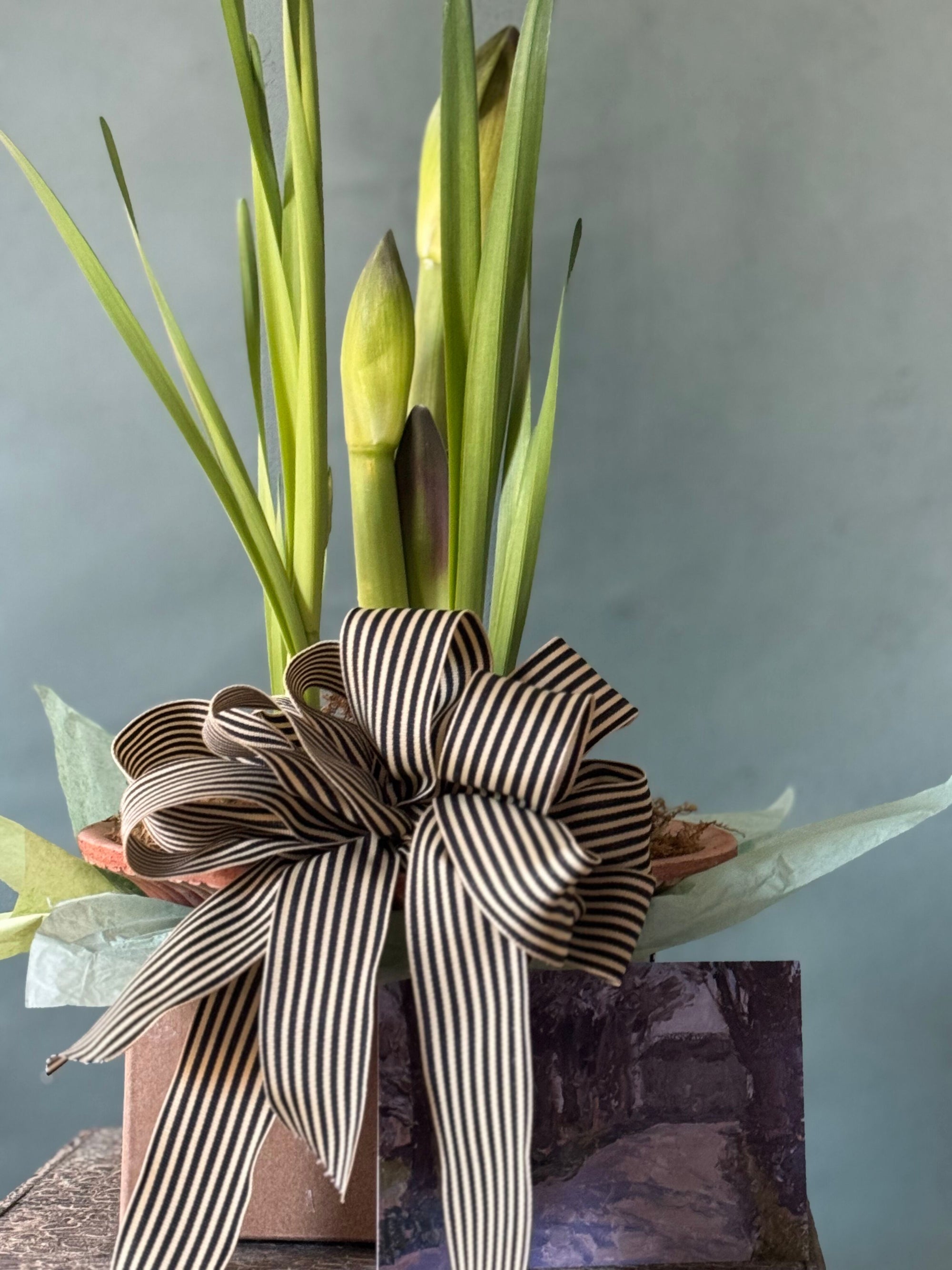 Noel Botanica Bulb Garden