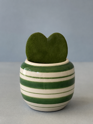 Striped Hoya Heart