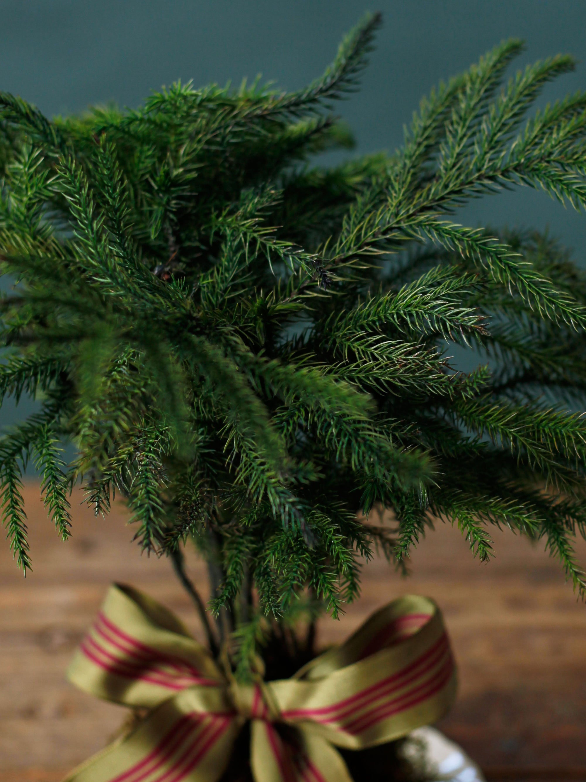 Kokedama Norfolk Pine, 4in