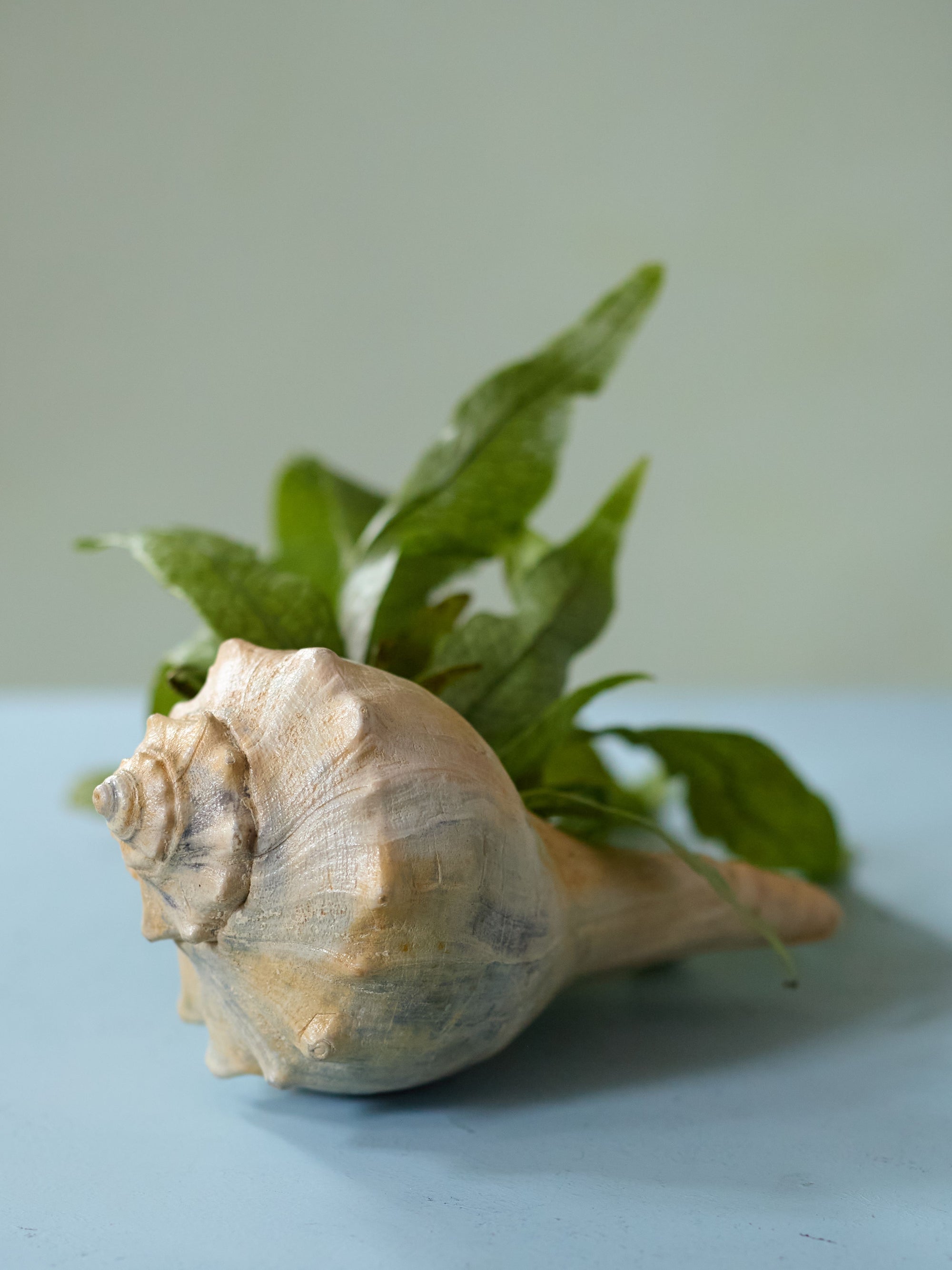 Potted Sea Shell