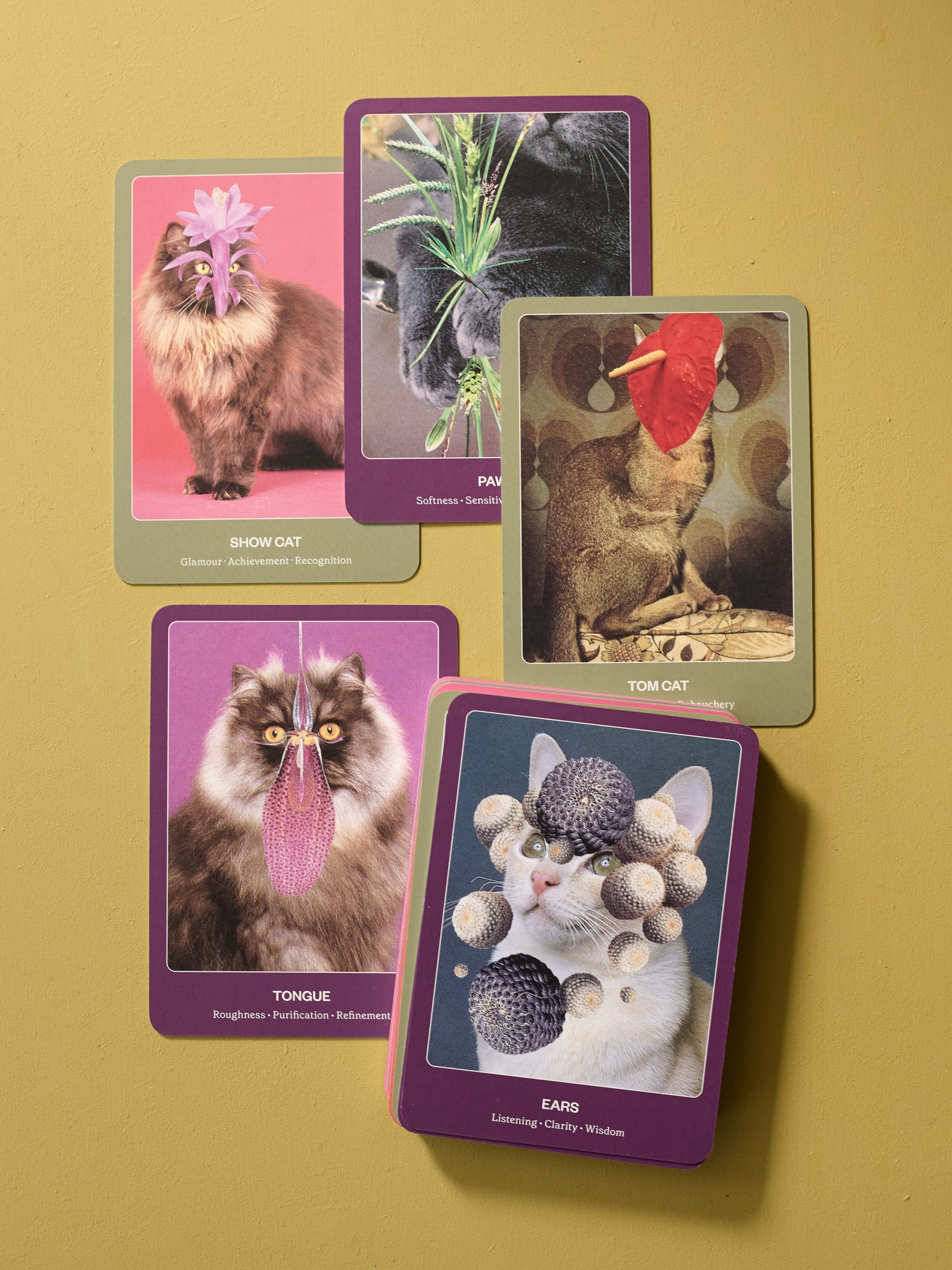 Cat Oracle Deck