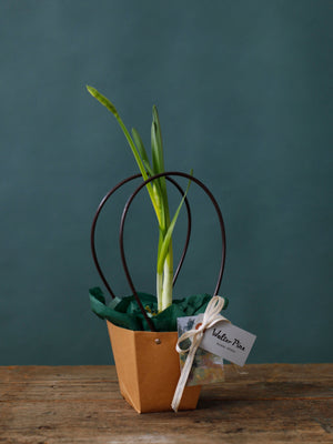 Kokedama Paperwhite