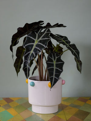 Dotty Alocasia