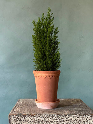 Castle Cypress