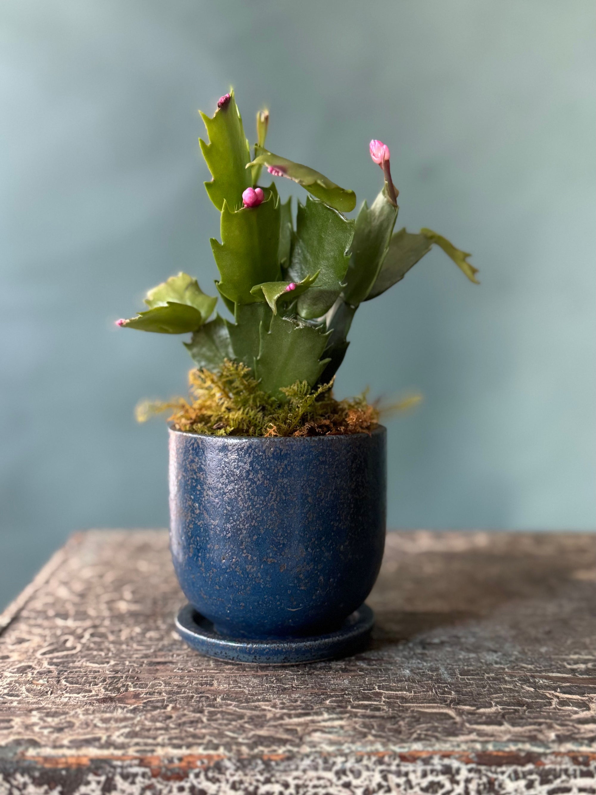 Little Rider Christmas Cactus