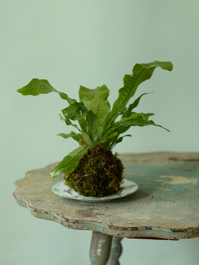 Kokedama Fern, 4in