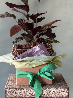 Plum Pinstripe Calathea