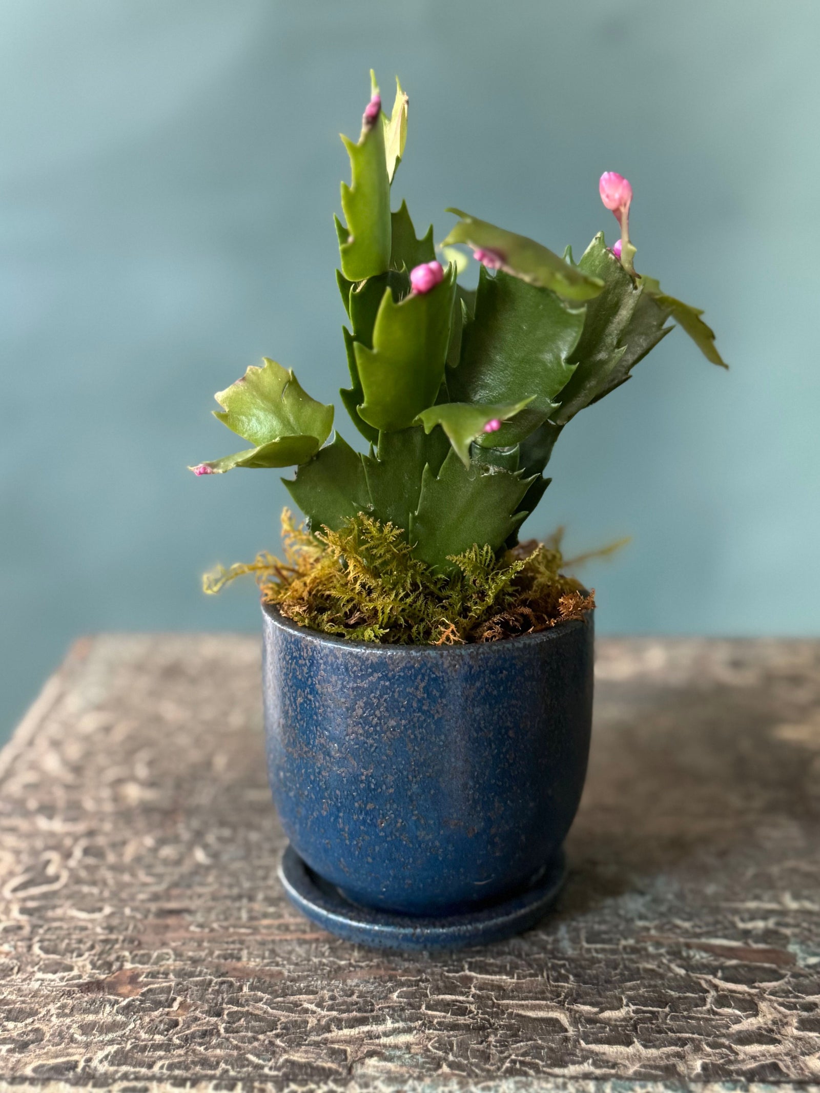 Little Rider Christmas Cactus