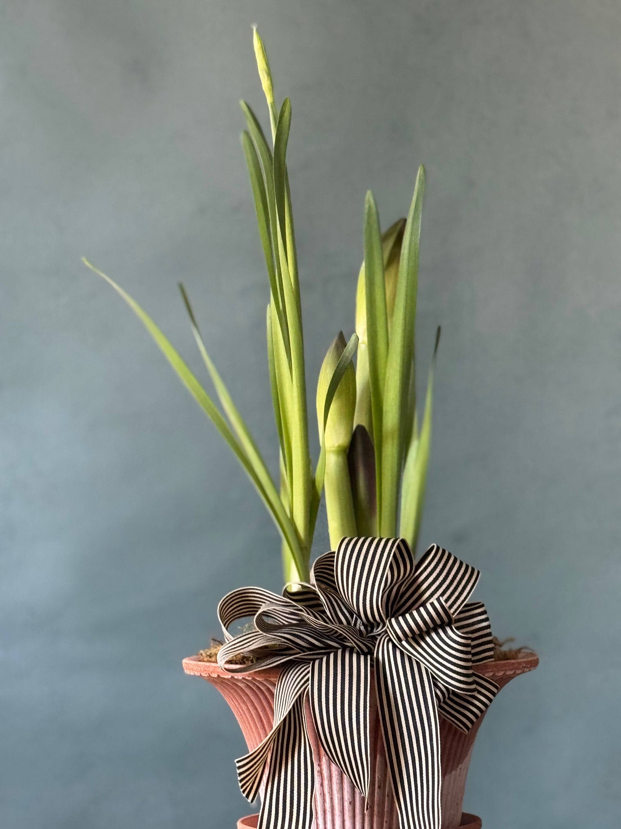 Noel Botanica Bulb Garden