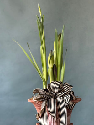 Noel Botanica Bulb Garden