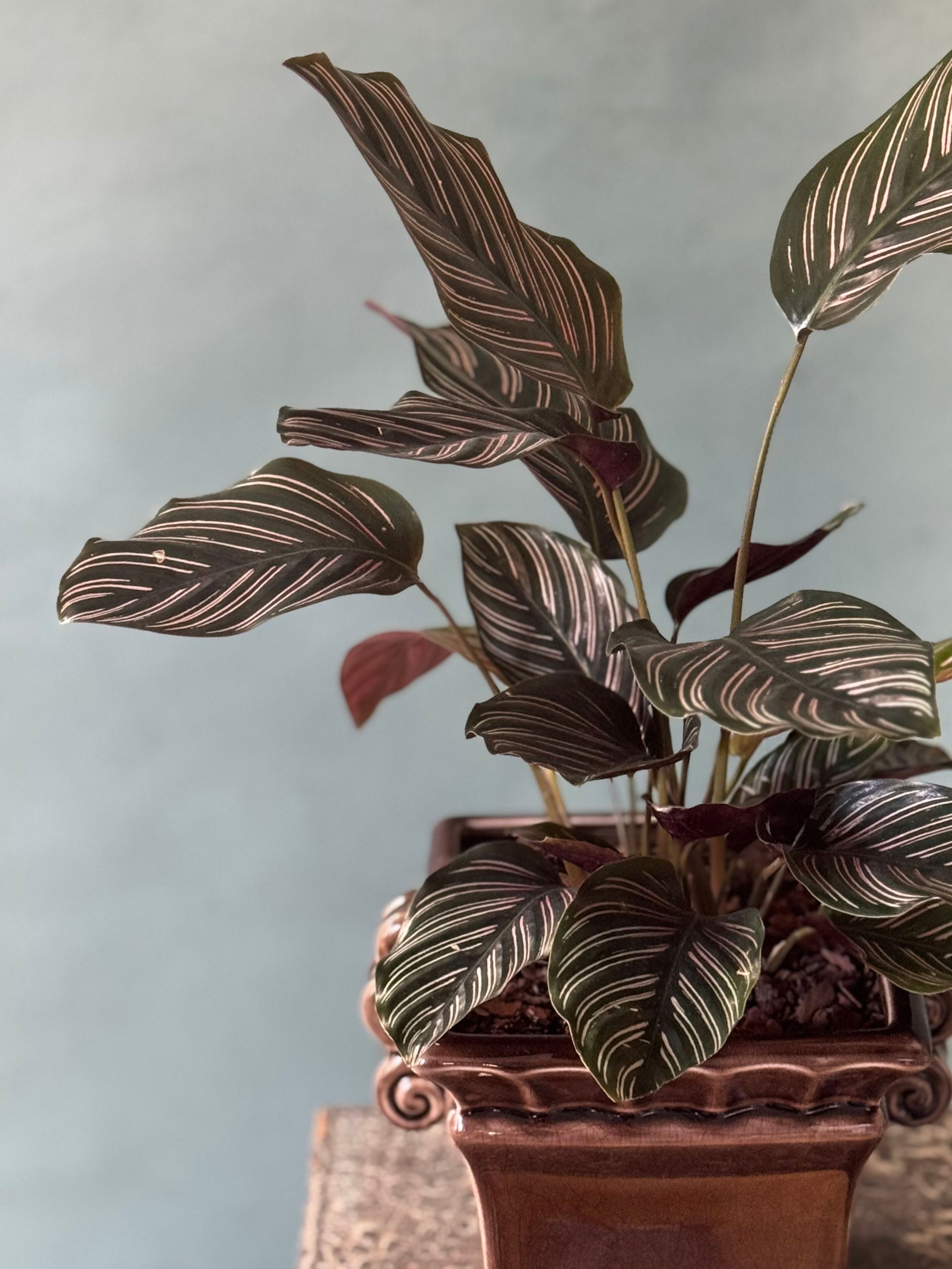 Plum Pinstripe Calathea