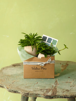 Summer Sill Duo