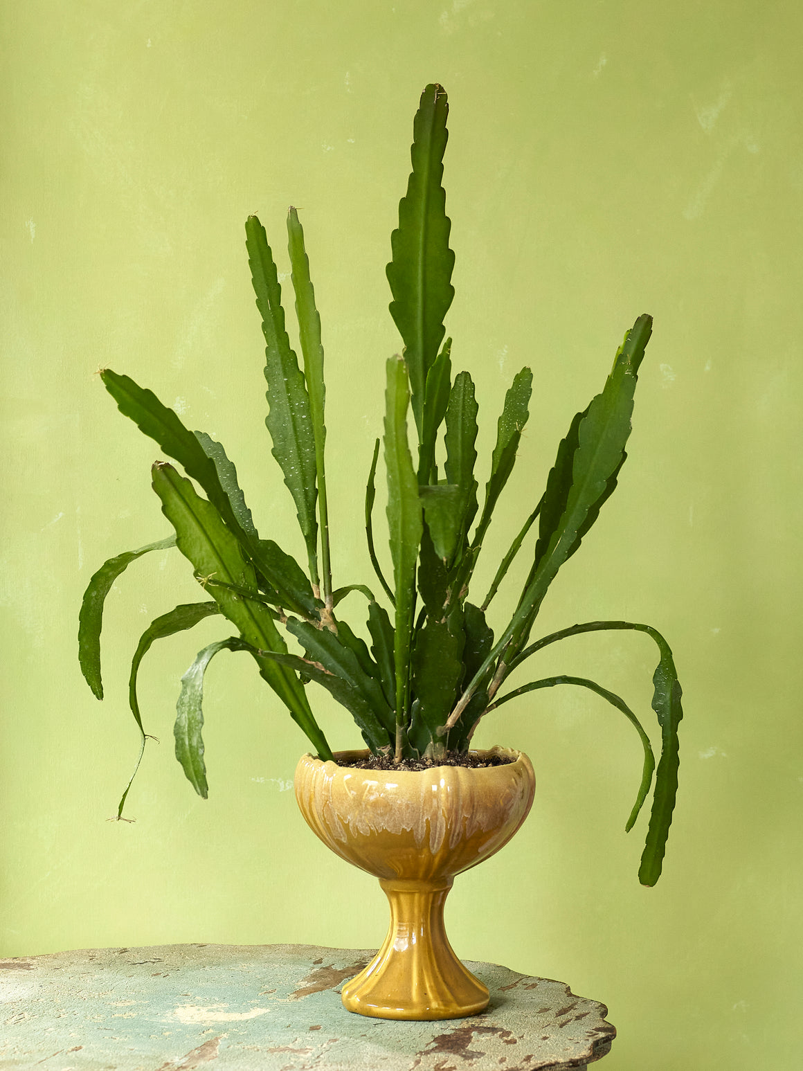 Orchid Cactus, Vintage Yellow Goblet