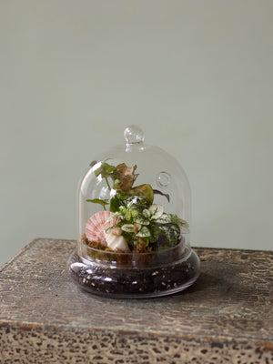 Dome Terrarium