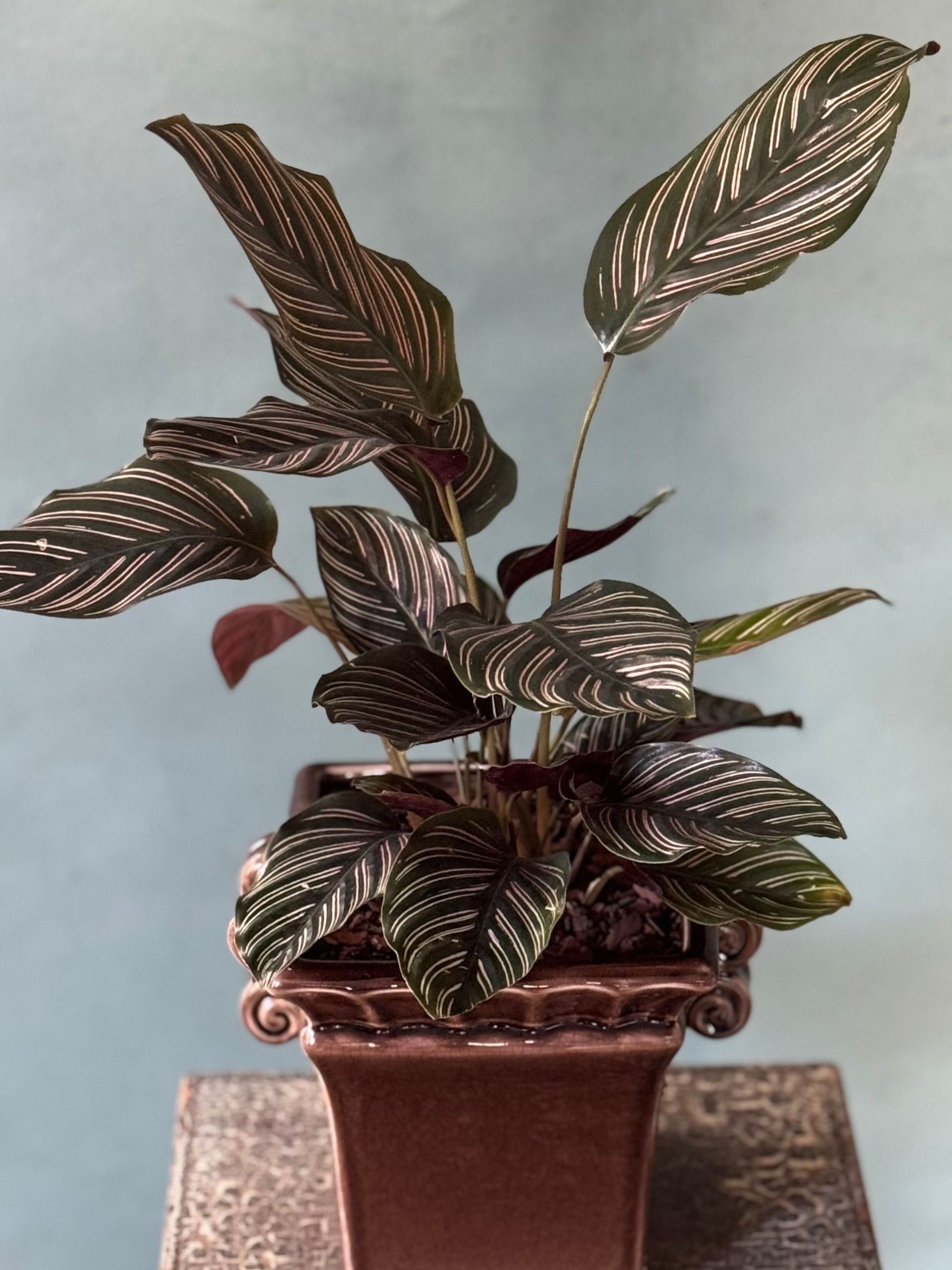 Plum Pinstripe Calathea