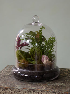 Dome Terrarium