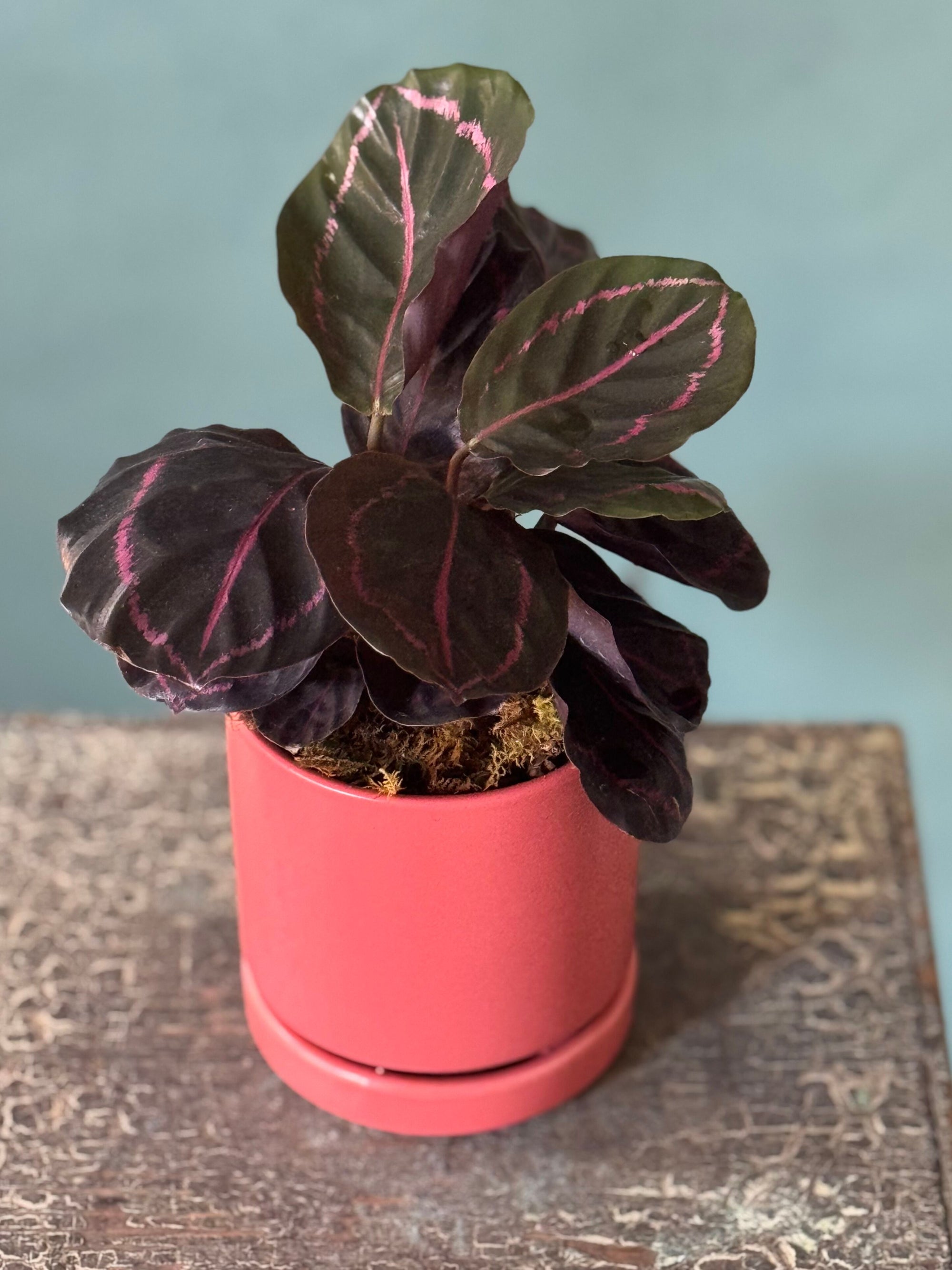 Melon Calathea