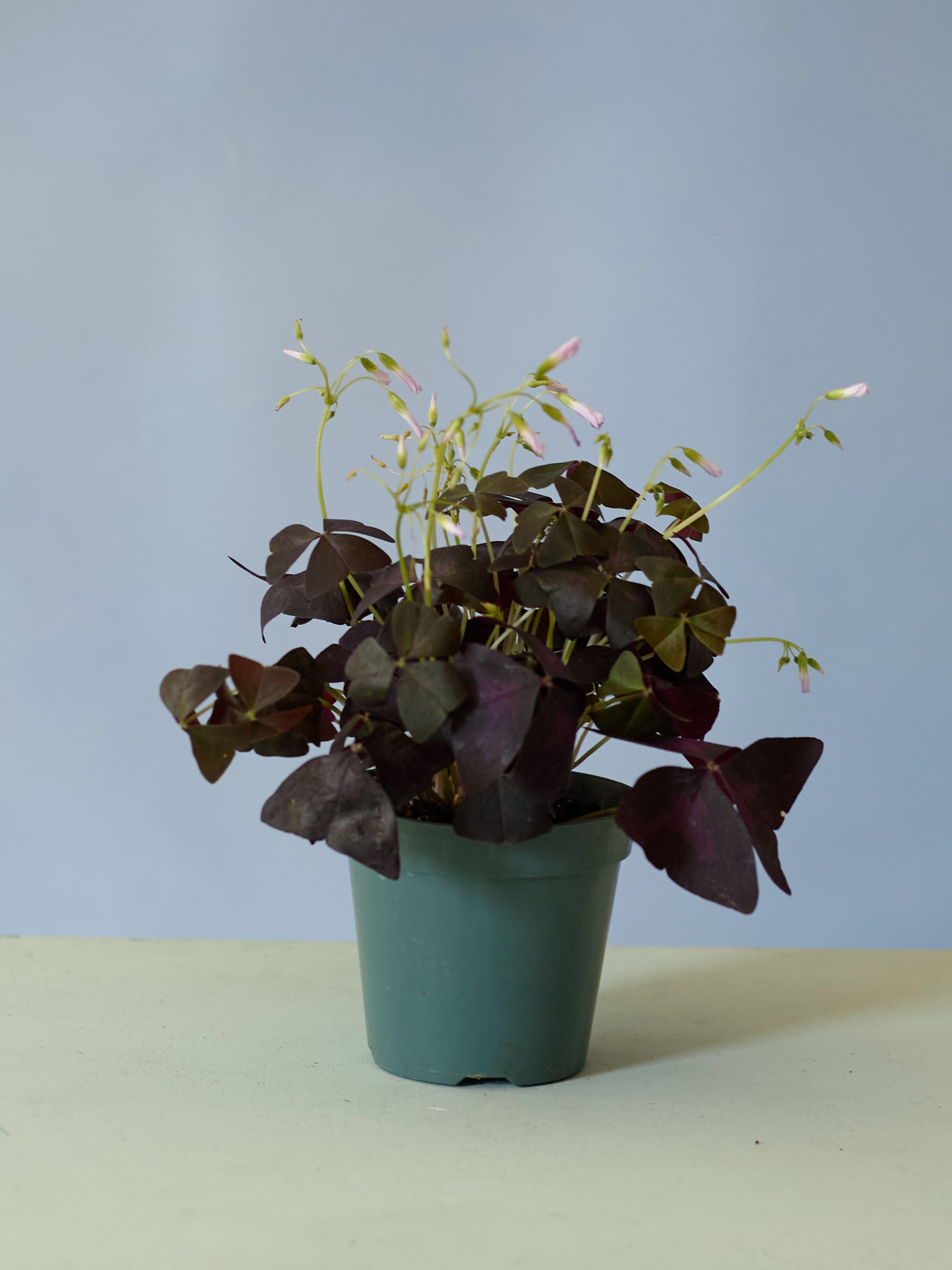 Purple Oxalis, 4in