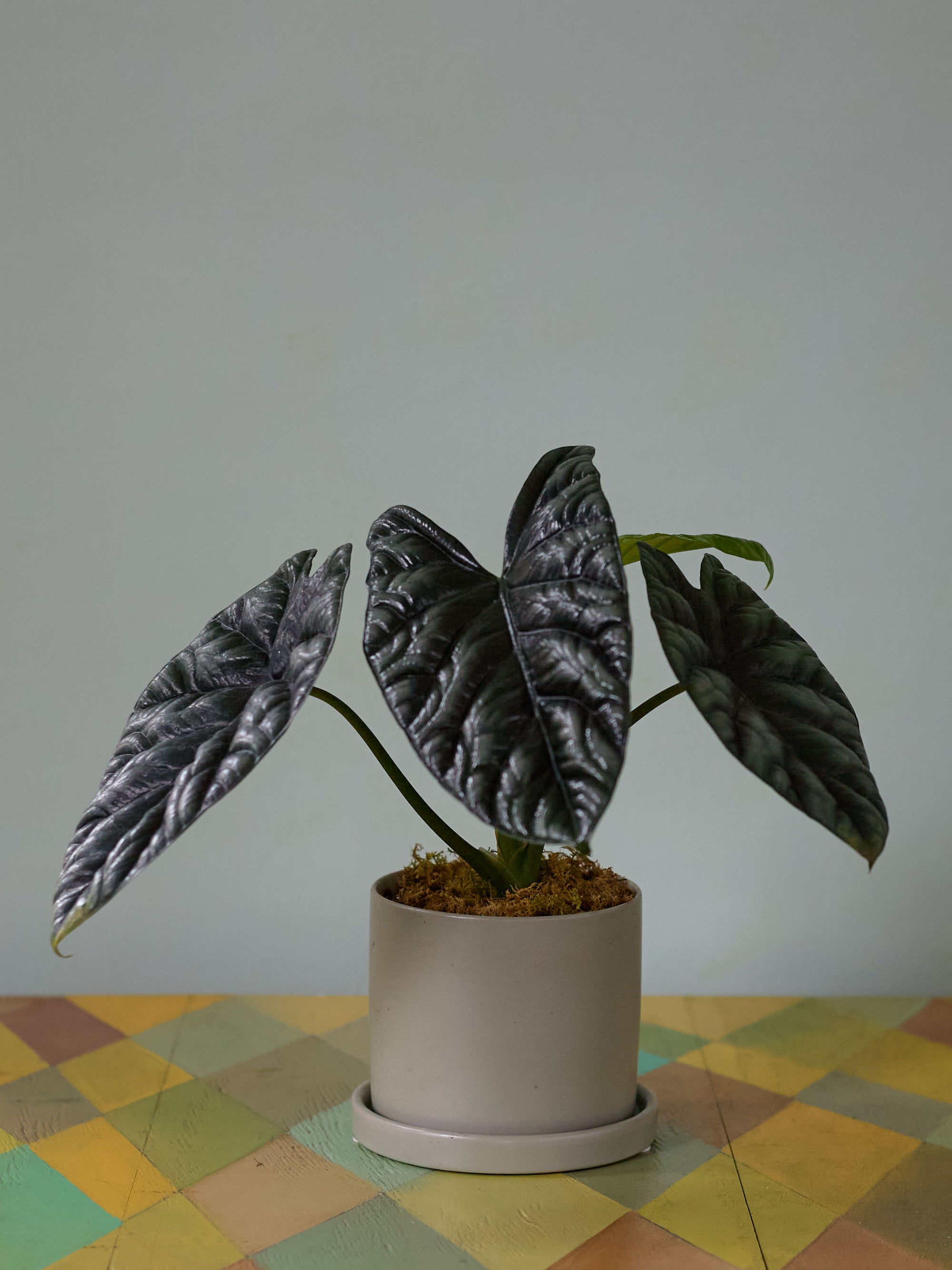 Sage Alocasia