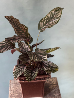 Plum Pinstripe Calathea