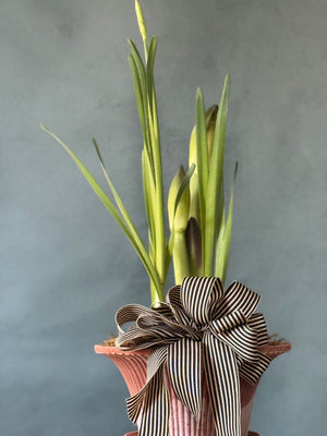 Noel Botanica Bulb Garden