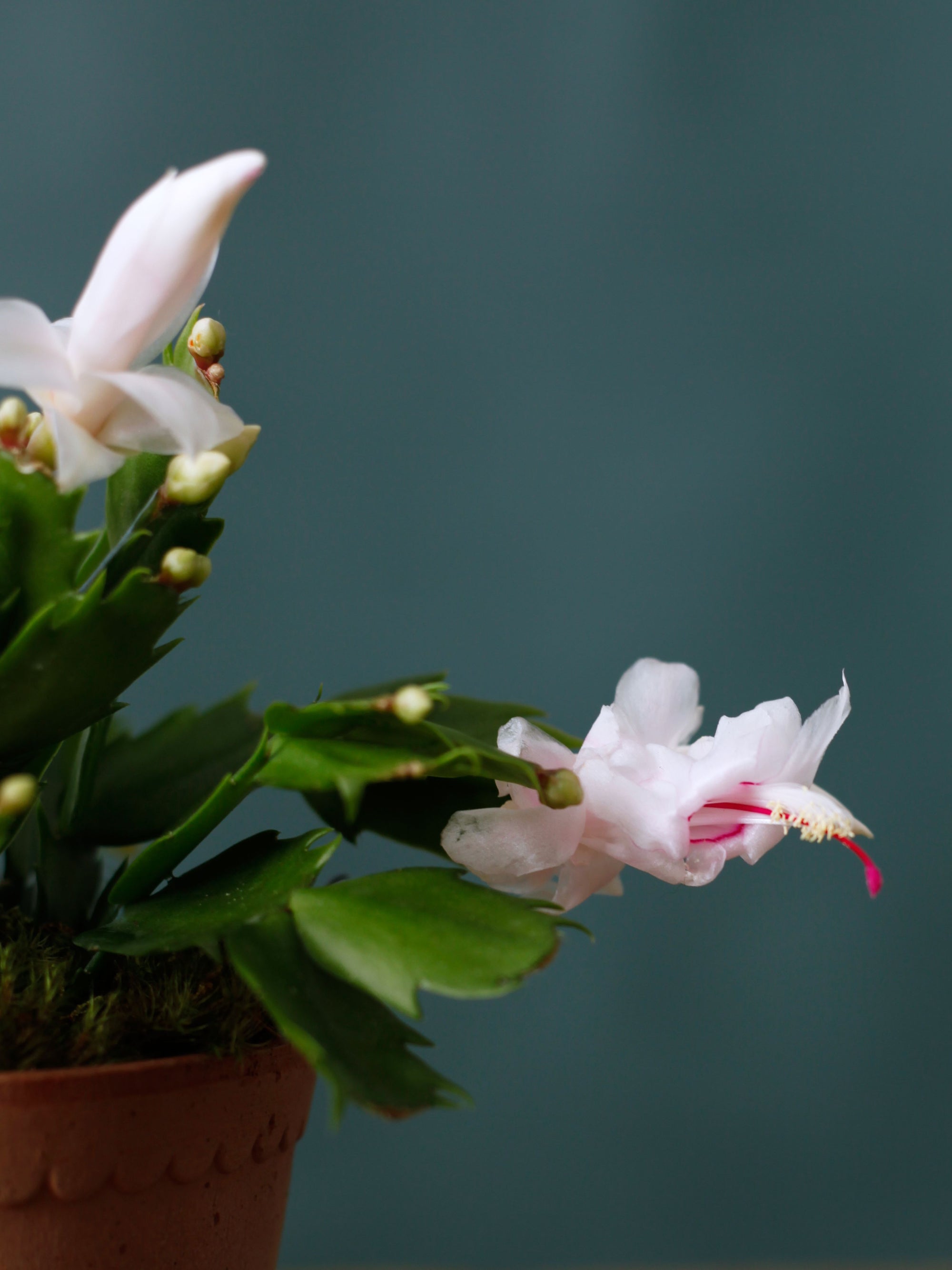 Classic Christmas Cactus