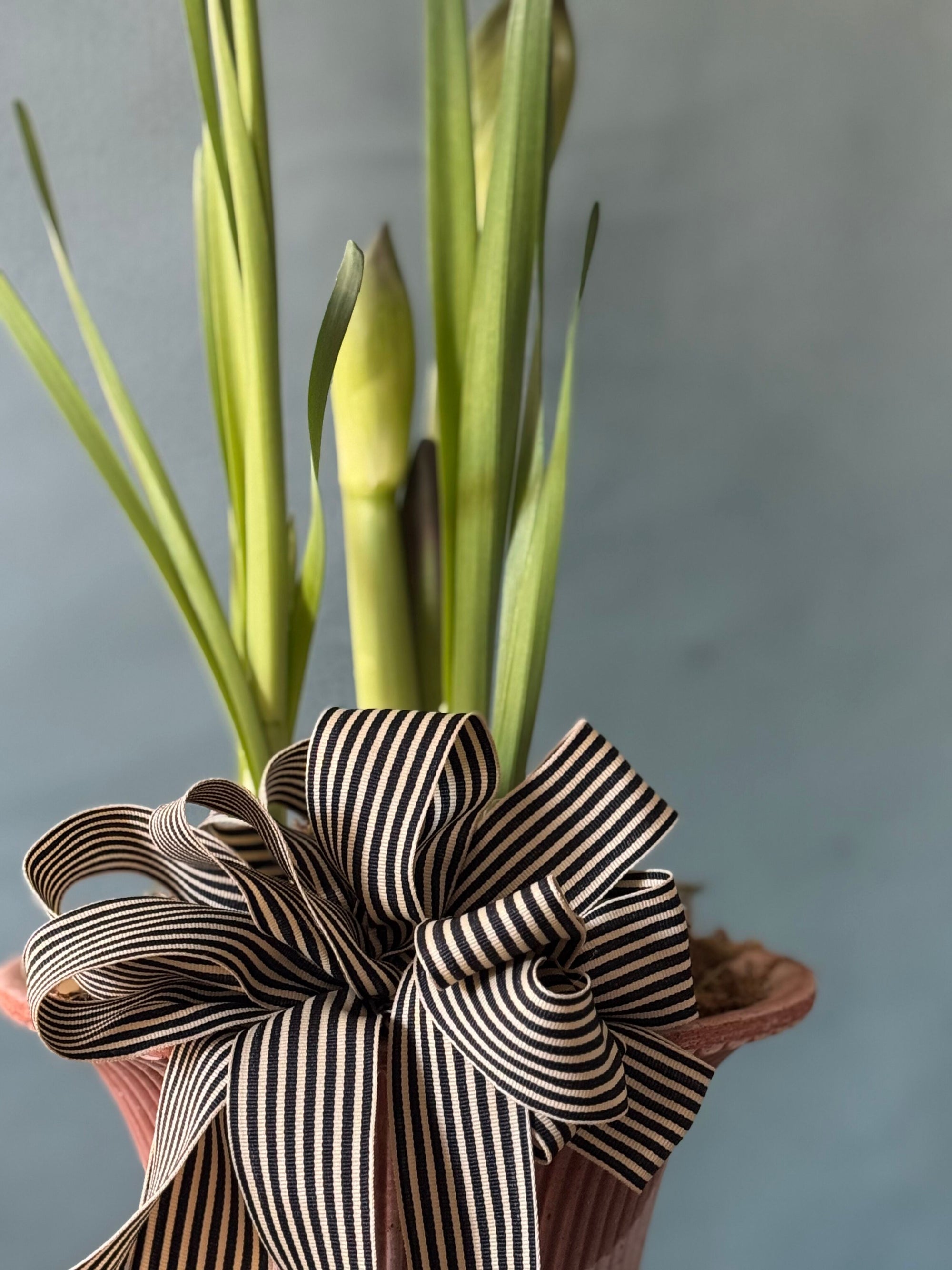 Noel Botanica Bulb Garden