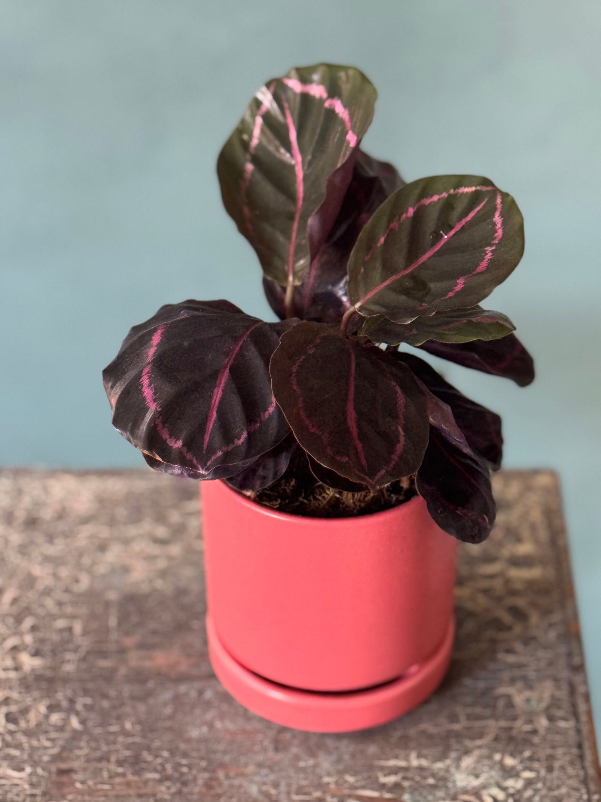 Melon Calathea