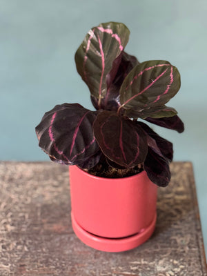 Melon Calathea