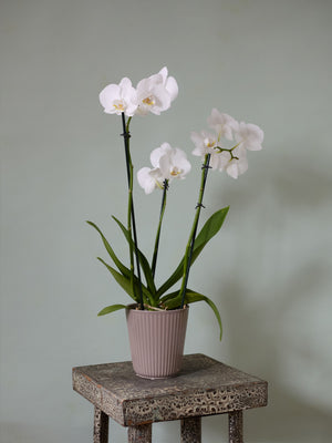 Moth Orchid