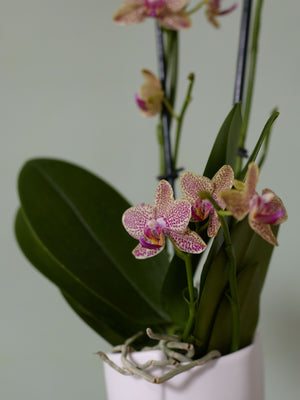 Moth Orchid