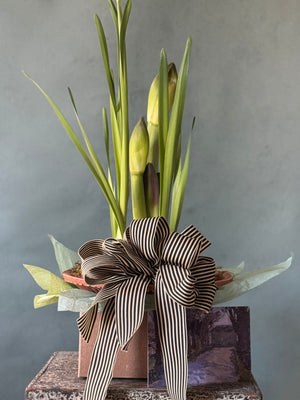 Noel Botanica Bulb Garden