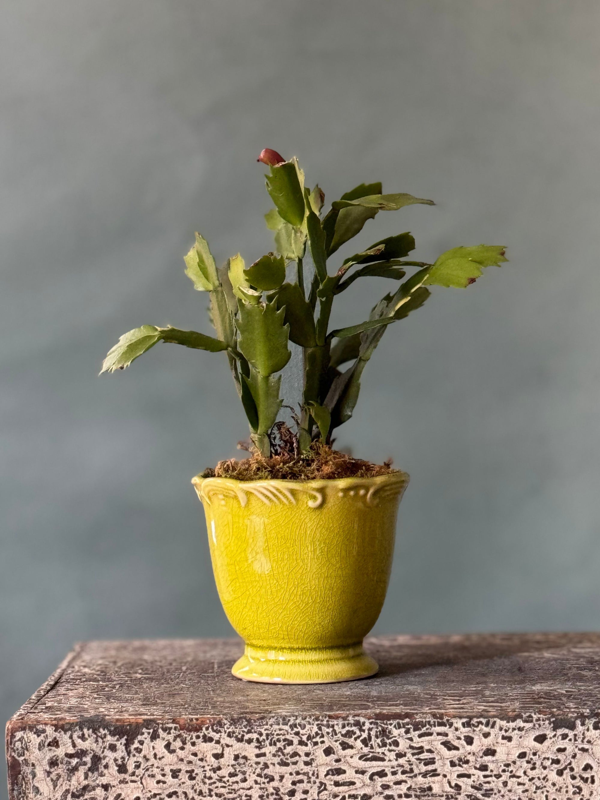 Chartreuse Christmas Cactus