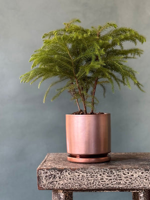 Rose Gold Pine