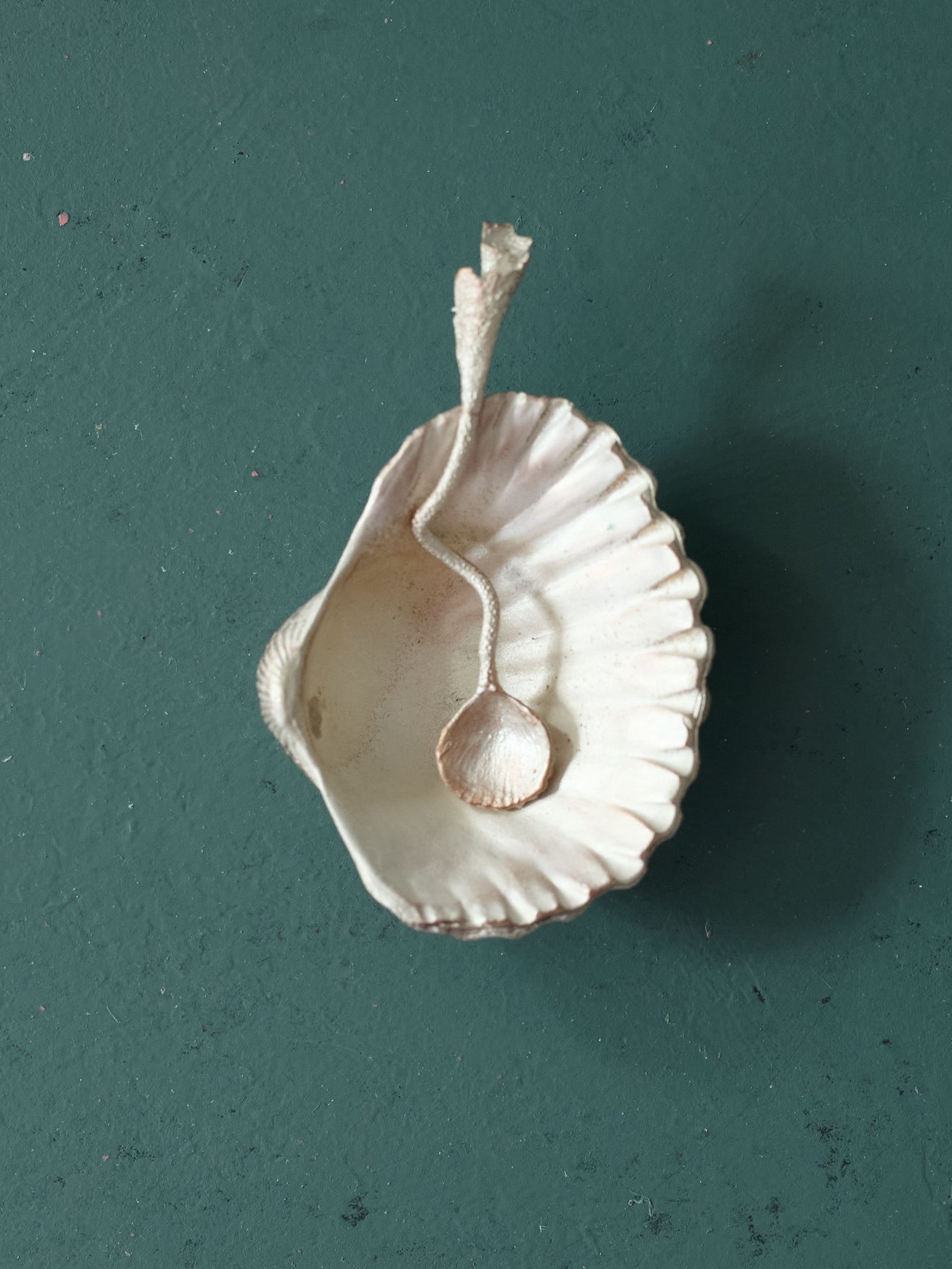Sea Shell Salt Dish