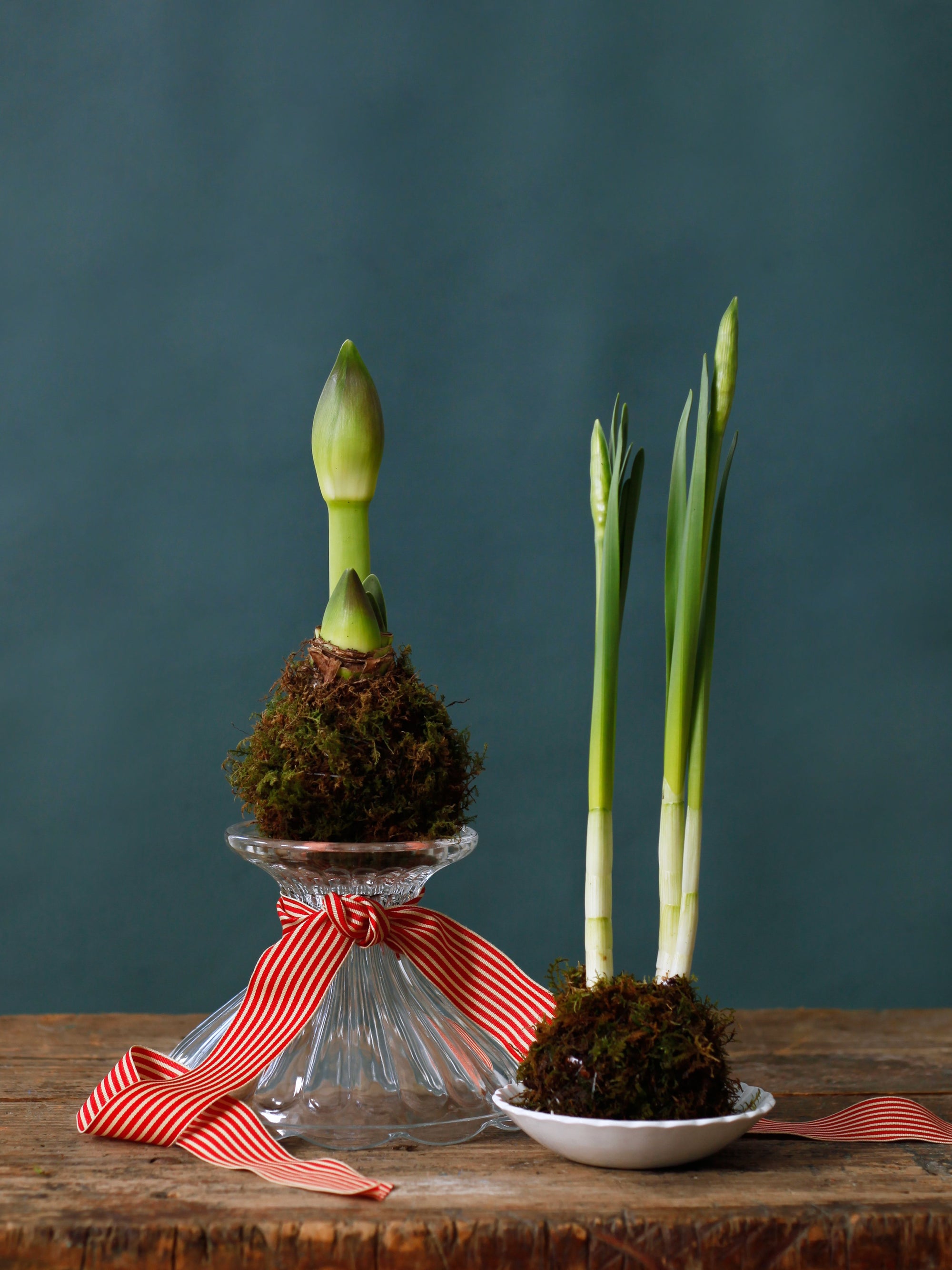 Kokedama Amaryllis