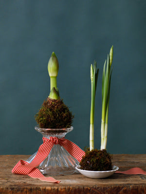 Kokedama Amaryllis