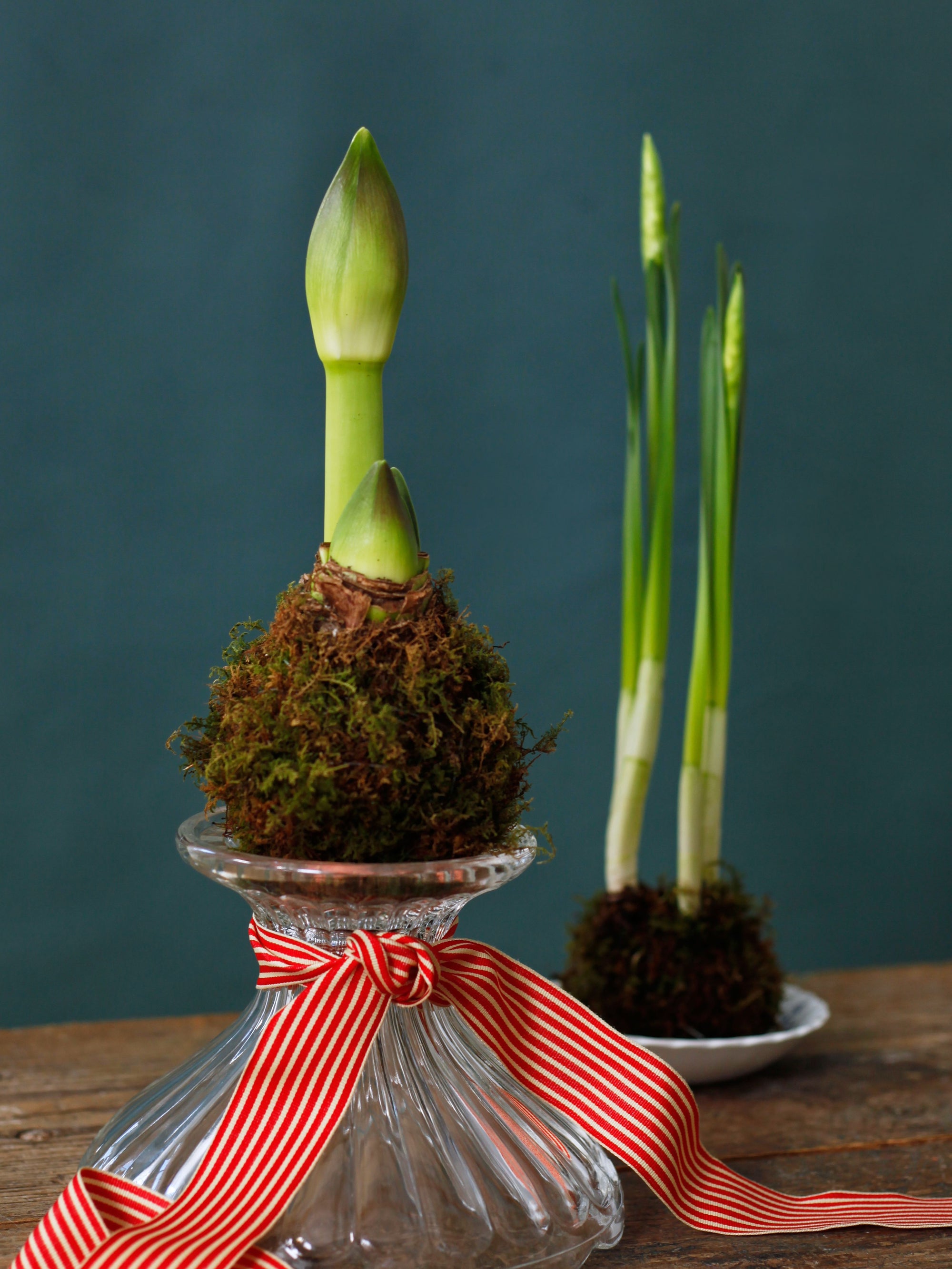 Kokedama Paperwhite