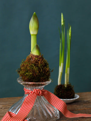 Kokedama Amaryllis