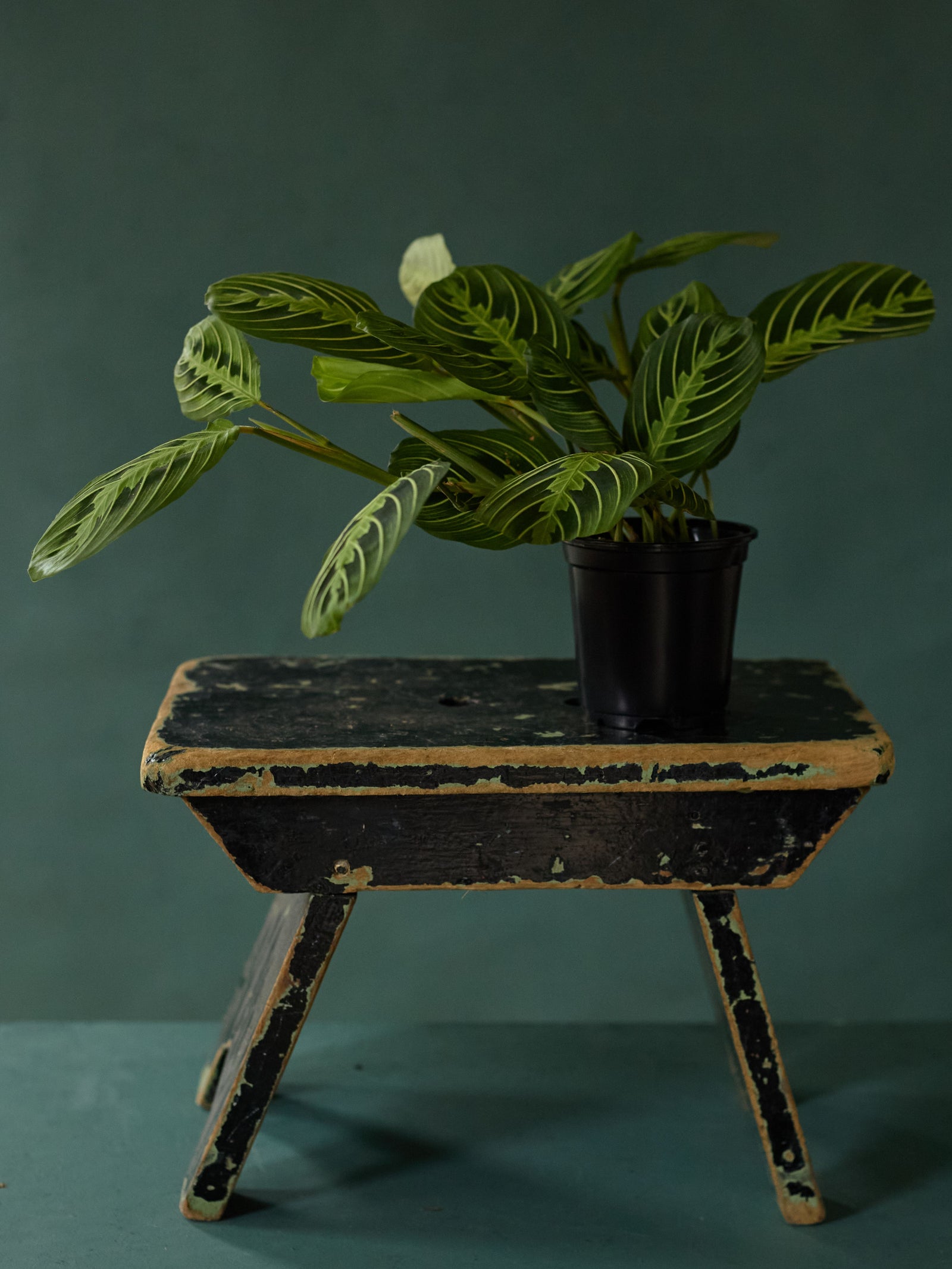 Lemon Lime Maranta, 4in