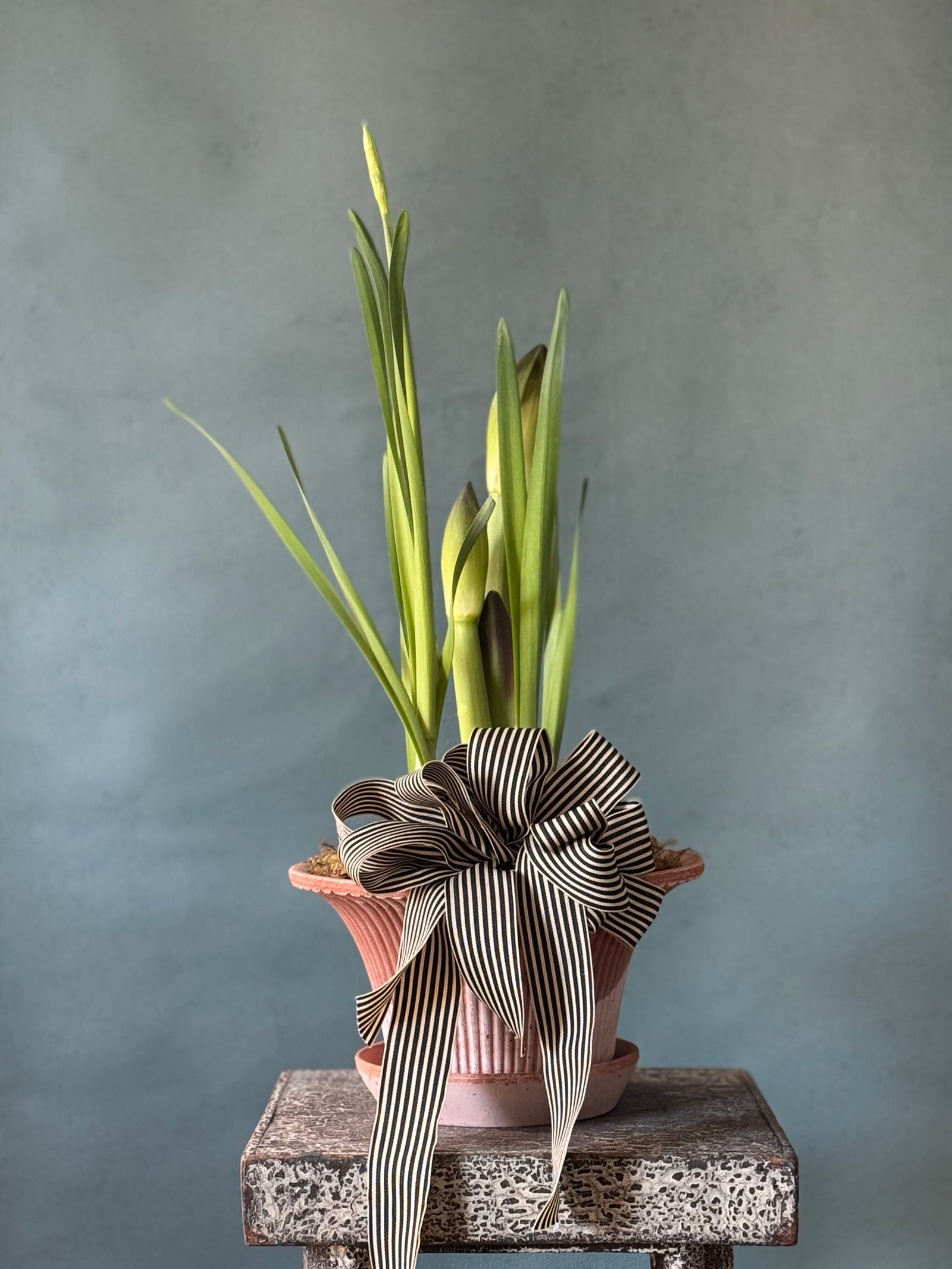 Noel Botanica Bulb Garden