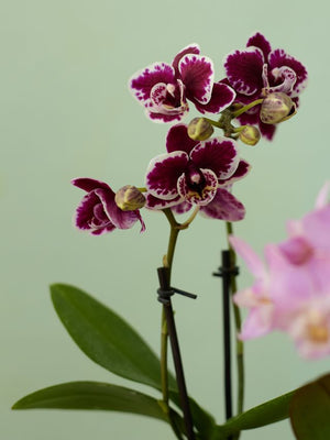 Mini Orchid, Ceramic
