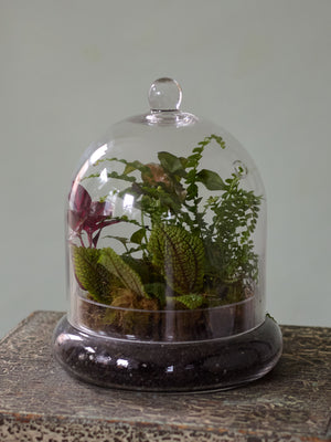 Dome Terrarium