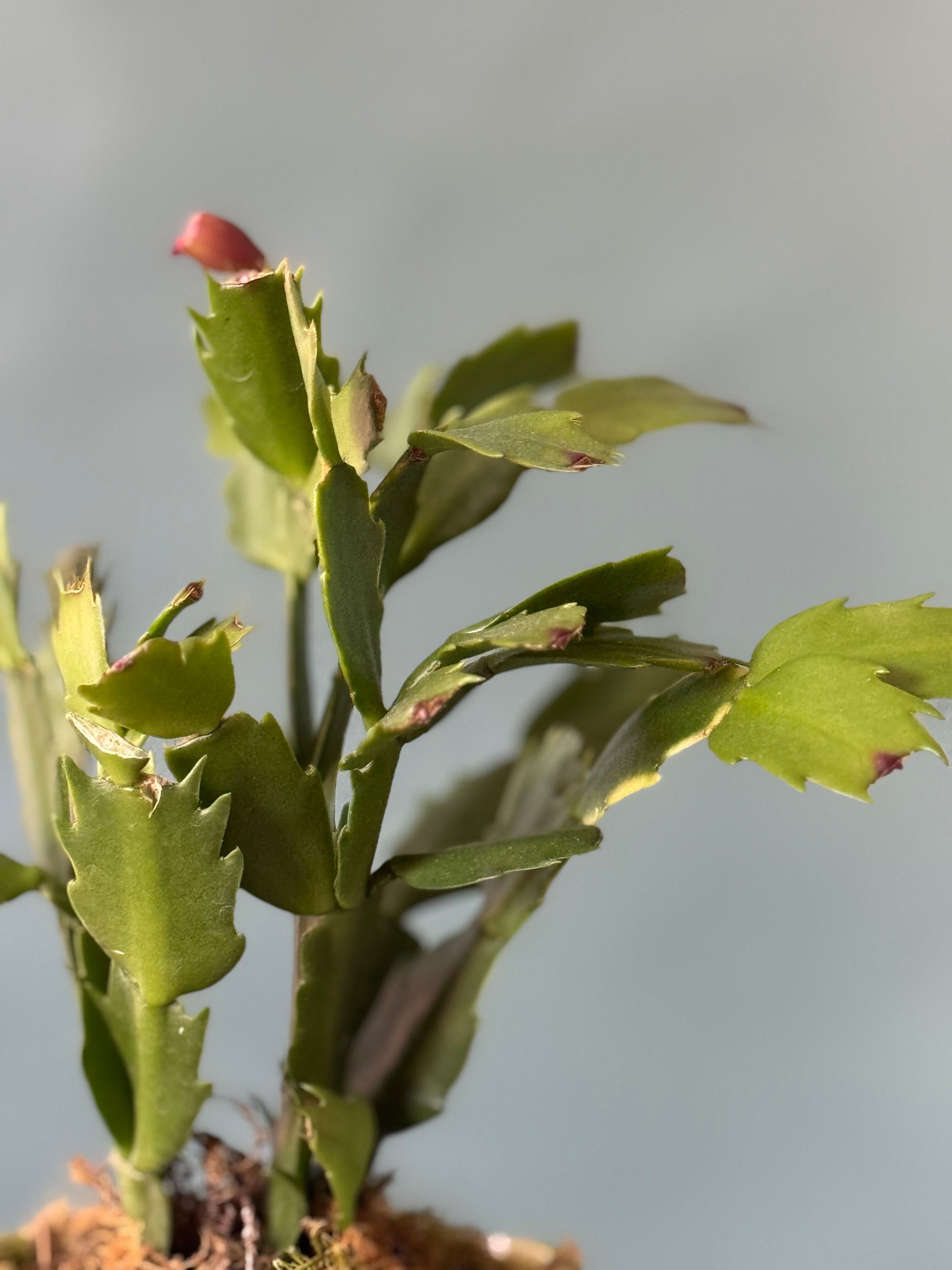 Chartreuse Christmas Cactus