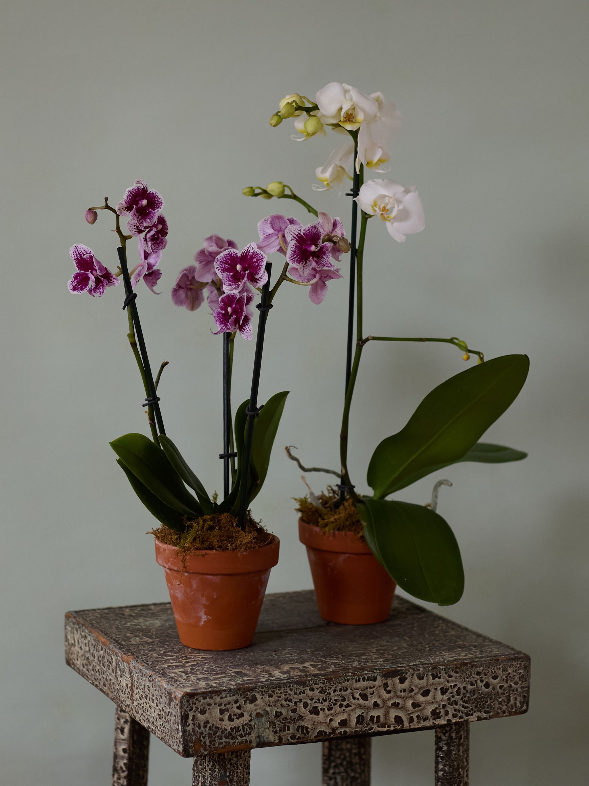 house plant orchid Moth Orchid