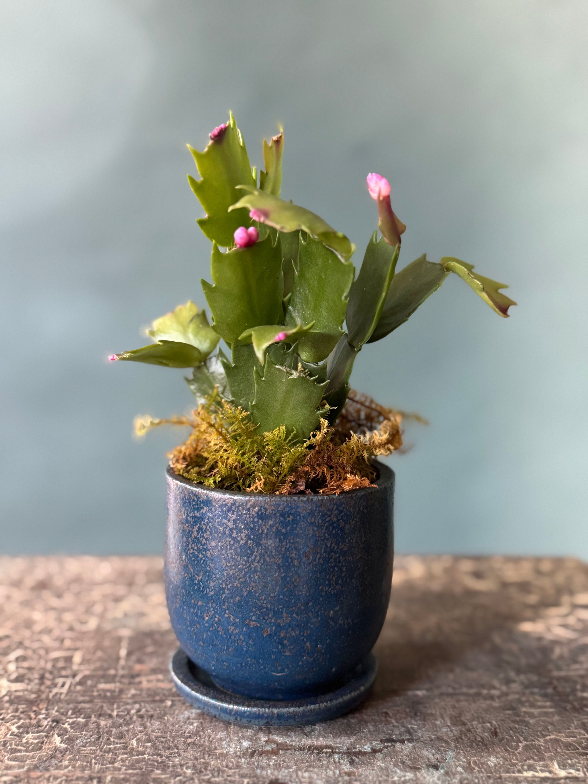 Little Rider Christmas Cactus