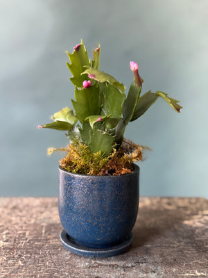 Little Rider Christmas Cactus