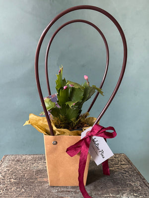 Little Rider Christmas Cactus